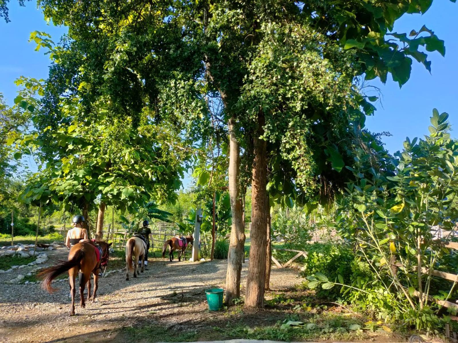 Namkhan Horses Stables Luang Prabang Esterno foto