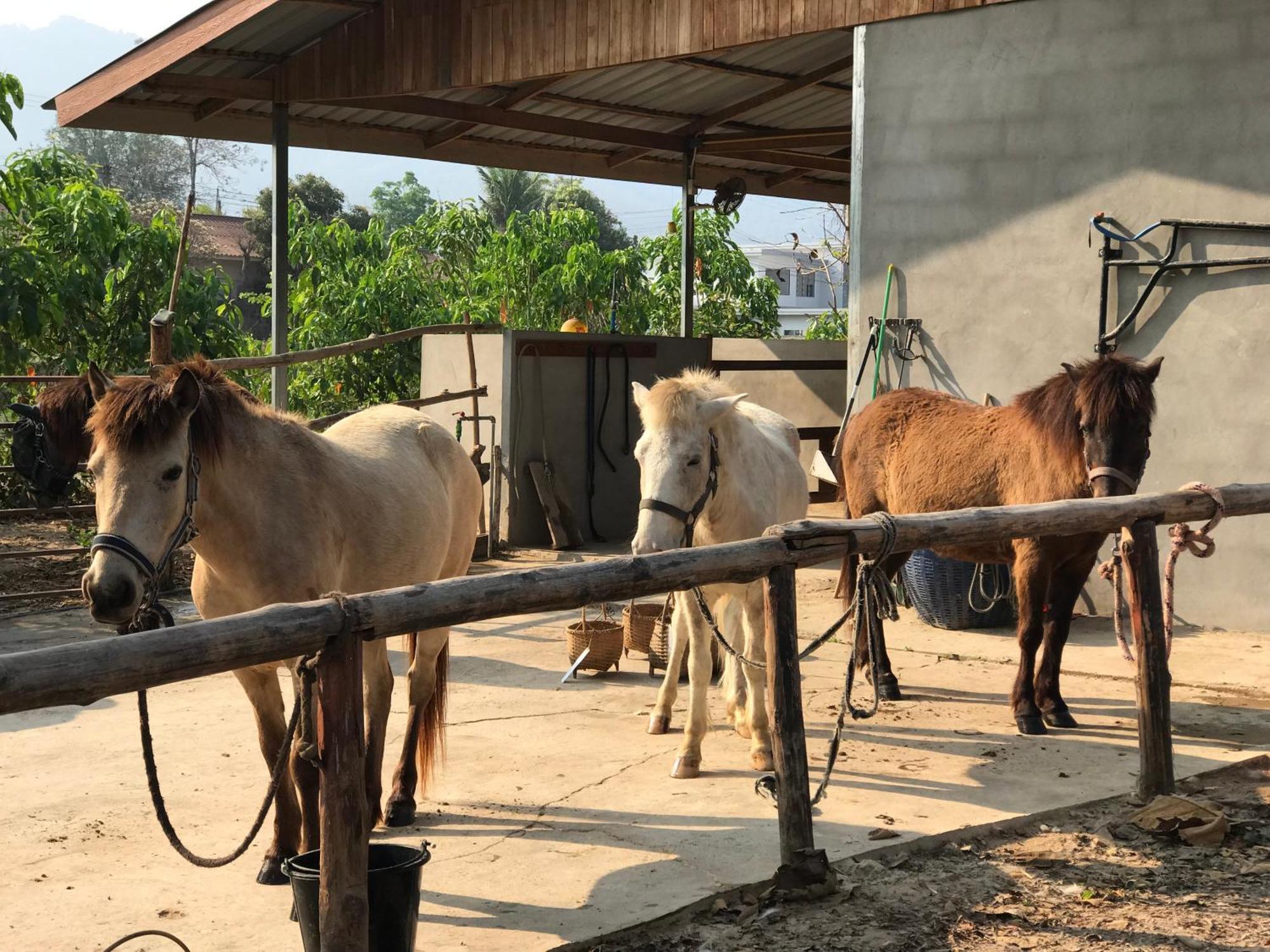 Namkhan Horses Stables Luang Prabang Esterno foto